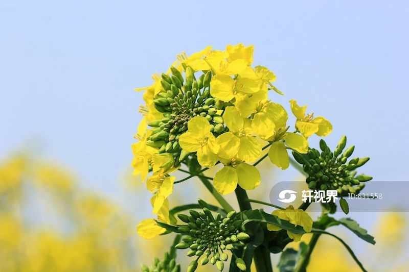 春天金黄的油菜花特写 图片 | 轩视界