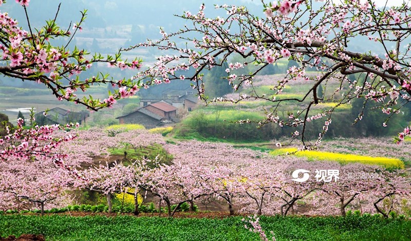 西充古樓十六村桃花