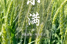 非遗日历｜二十四节气：小满