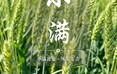 二十四节气：小满