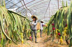 四川省广安市前锋区观塘镇八里村原是一个农业村，撂荒地多、单身汉多、土墙房子多“三多”现象较突出。2009年秋天，该村充分利用位于交通要道广(广安)前(前锋)路的地理优势，盘活土地资源，坚持发展绿色生态农业，引进业主相继建起大棚无污染蔬菜、精品蔬菜、优质水果基地和名贵花木培植基地，既壮大了村集体经济，增加了村民土地出租和务工收入，又美化了生产生活环境，扮靓了乡村。截止目前，全村已流转土地1238亩, 引进业主21家，带动当地村民年户均增收3350元左右。