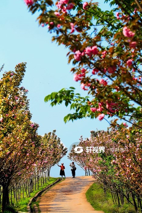 岳池白庙樱花基地 图片 | 轩视界