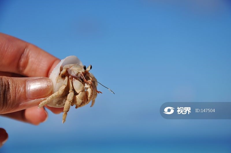 可爱的寄居蟹