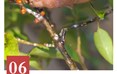 会理蜡虫养殖技艺