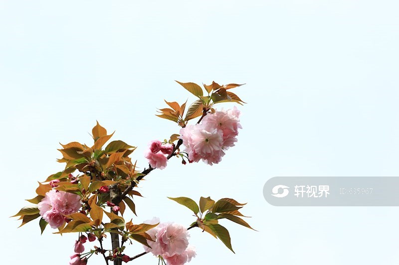 成都锦城湖公园盛开的寒绯樱 图片 | 轩视界