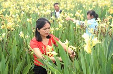 匡小莉带领乡亲让穷山村变身“蜀地花海”