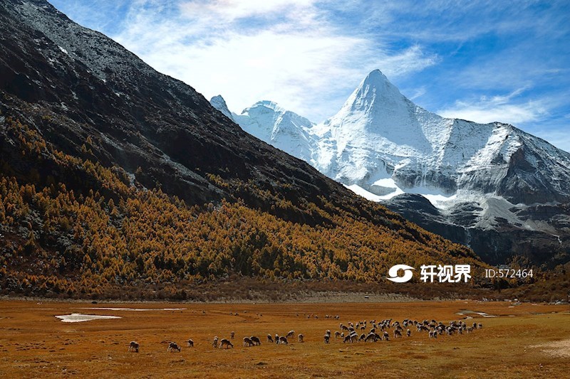 稻城县亚丁村央迈勇雪山下的野生岩羊 图片 | 轩视界