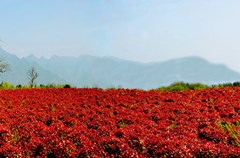 3月30日，古蔺县永乐镇西华村800余亩红叶石楠苗圃基地里农民正在辛勤的劳作，美丽的红叶石楠林成为春季一道靓丽的风景。