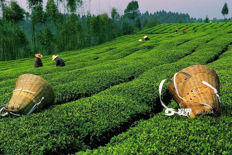 蒙顶山茶