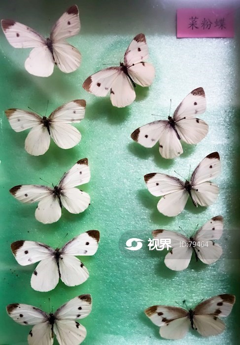 蝴蝶标本菜粉蝶