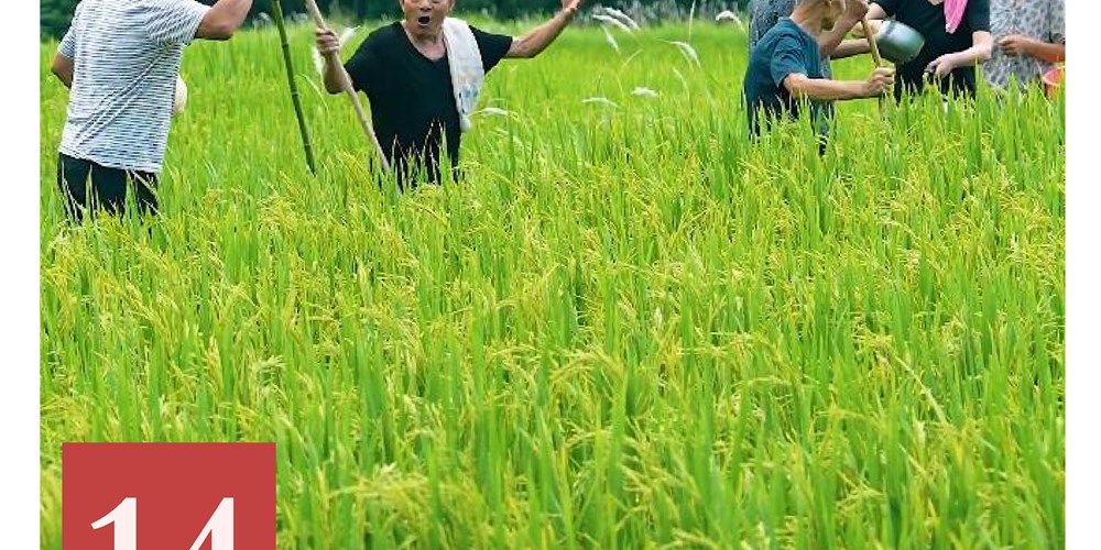 非遗日历｜薅秧歌（木门薅秧歌）