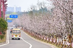 3月18号，以“绿化全川、樱漫眉山”为主题的2017四川花卉（果类）生态旅游节暨首届眉山樱花节在眉山岷东大道樱花博览园盛大开幕。