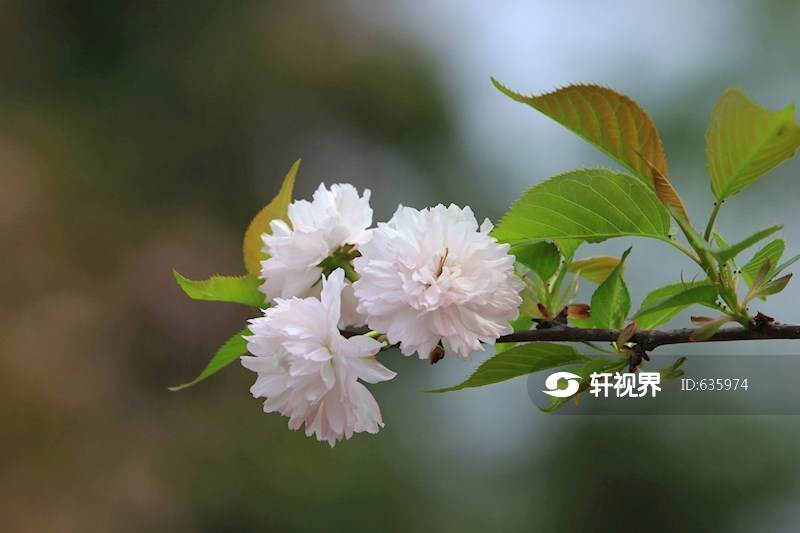 成都锦城湖公园盛开的寒绯樱 图片 | 轩视界