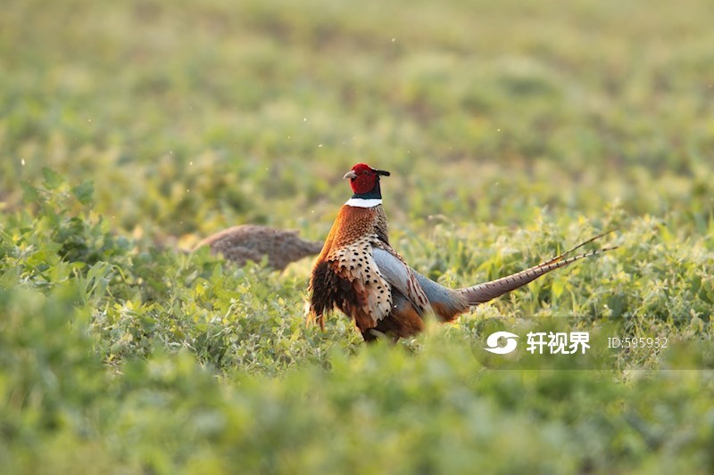 黑龙江林甸：环颈雉在草原上觅食嬉戏 图片 | 轩视界