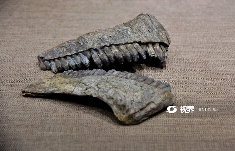最值钱的恐龙牙齿化石图片
