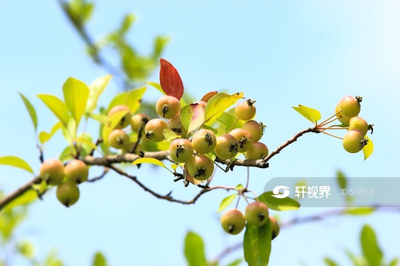 硕果累累的海棠果实挂满枝头 图片 | 轩视界