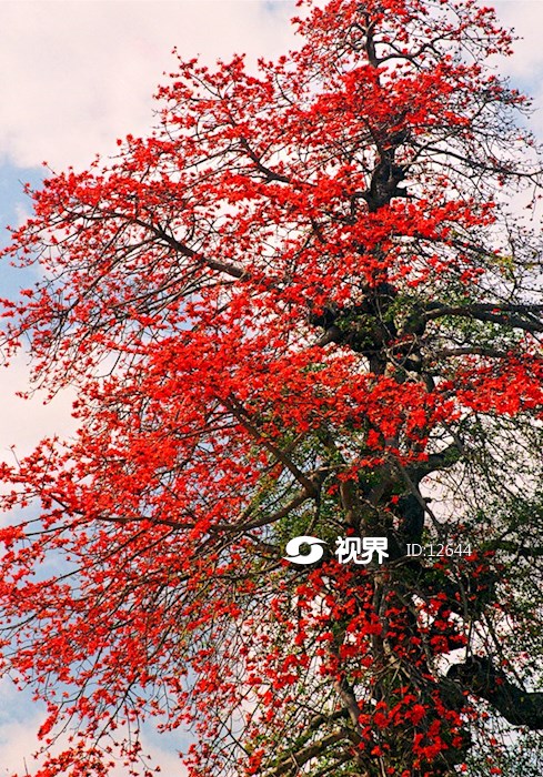 攀枝花树图片高清图片