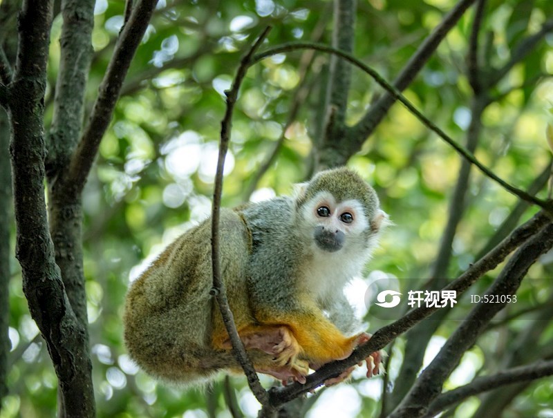 四川东方碧峰峡：松鼠猴萌态十足惹人爱 图片 | 轩视界