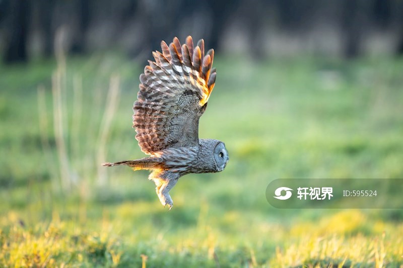 黑龙江伊春：乌林鸮林中栖息 图片 | 轩视界