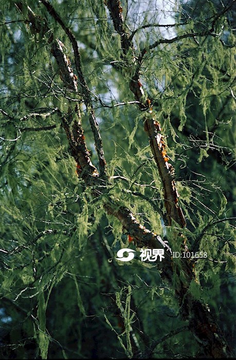 彝族漆器制作原料桦槁树