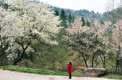 茶园沟是四川北部剑阁县美景之一，距离县城15公里，也是剑门蜀道风景旅游线上的一处胜景。素有“小九寨沟”之称。这里山中有溪有水有湖泊，水中有山有船有游鱼，山峰奇特，林海浩瀚，海子碧绿，流光溢彩，四季成景，各有千秋。