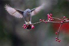 百花潭公园离家很近，小的时候这里是动物园经常去看猴子，后来动物园搬迁到了北门昭觉寺，就很少去了。进入立春以后，听摄友说百花潭有几只小鸟长得好看，就去了。
这里的鸟儿是一个姓谭的大爷发现的，有画眉、红头山雀、四喜、斑鸠、石燕等鸟，大家称他为“潭主”。一有太阳，摄友们就在巴金广场边的水塘边架起了长枪短炮，等待小鸟来觅食。
俗话说“人为财死，鸟为食亡”。拍得多了也感觉没有新意。初三开始，发现鸟儿吃了食后还站在树枝上不走，初五就把一台相机放到觅食的地方，从上午等到下午五点过，鸟儿终于站在了相机上，抑制住心里的激动一阵猛拍。前后来了两次，回家一看还可以，用拟人的方法把鸟儿的内心表现出来，取名《小鸟也有好奇心》。