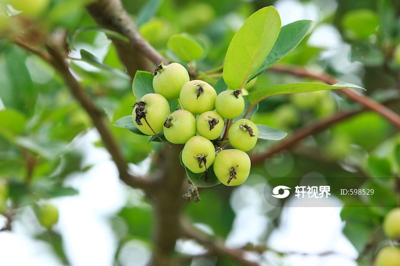 硕果累累的海棠果实挂满枝头 图片 | 轩视界