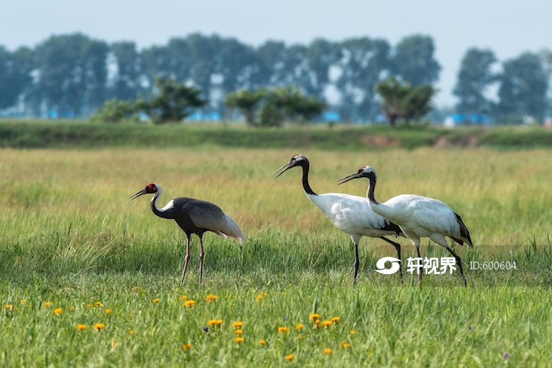 黑龙江林甸：野生丹顶鹤白枕鹤扎龙觅食嬉戏 图片 | 轩视界