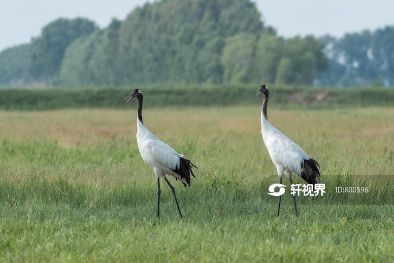黑龙江林甸：野生丹顶鹤白枕鹤扎龙觅食嬉戏 图片 | 轩视界