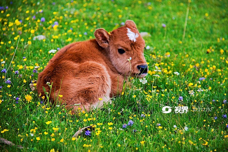 可爱的牛犊