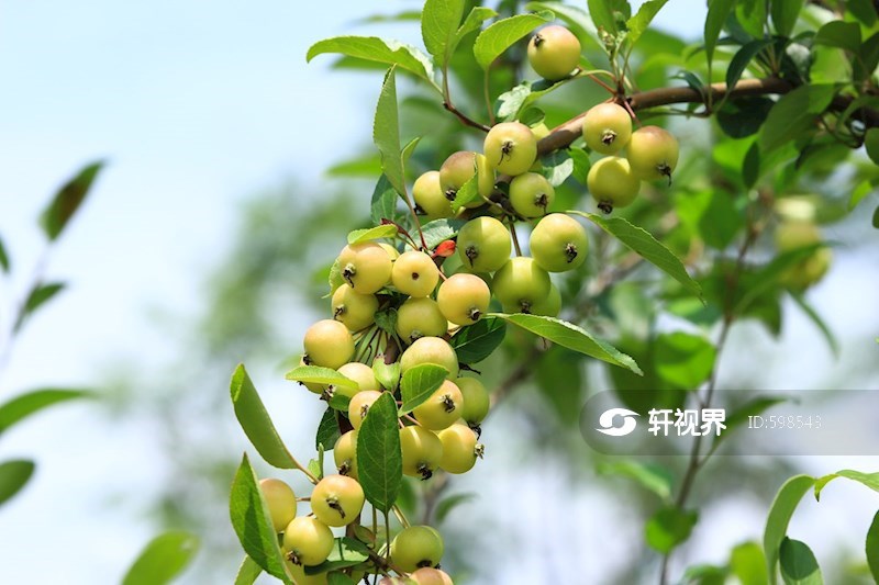 硕果累累的海棠果实挂满枝头 图片 | 轩视界