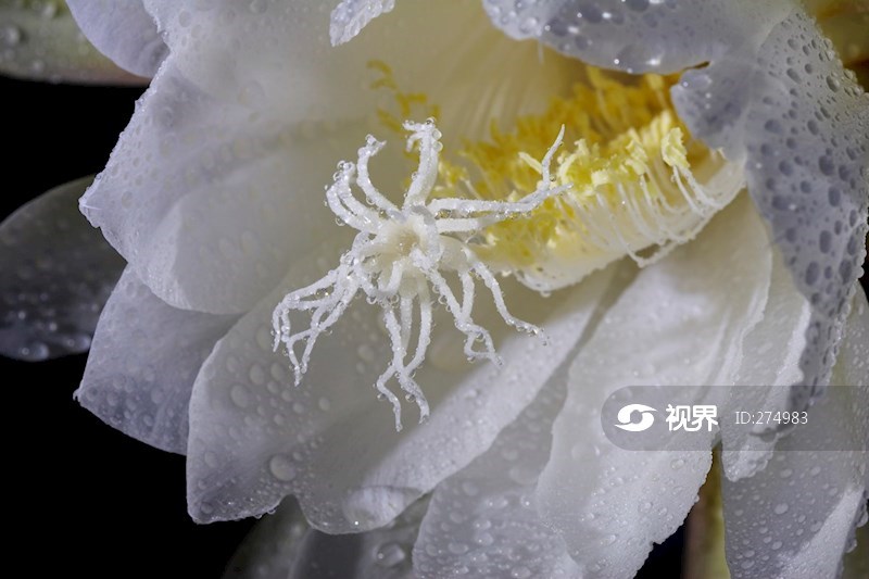 花卉特写——昙花 图片 | 轩视界