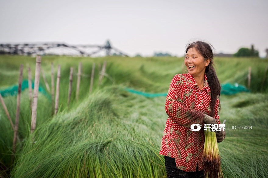 又是一年蔺草收割时 | 投稿
