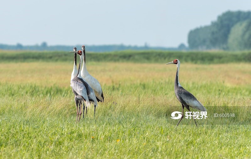 黑龙江林甸：野生丹顶鹤白枕鹤扎龙觅食嬉戏 图片 | 轩视界