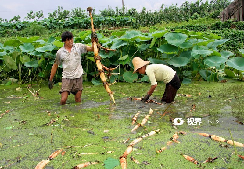采摘莲藕