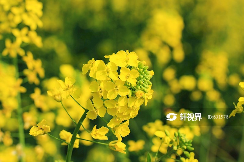 春天金黄的油菜花特写 图片 | 轩视界