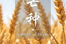 非遗日历｜二十四节气：芒种