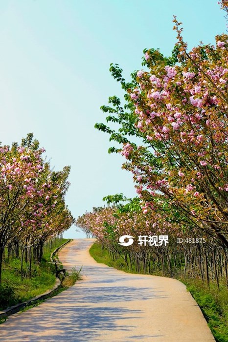 岳池白庙樱花基地 图片 | 轩视界