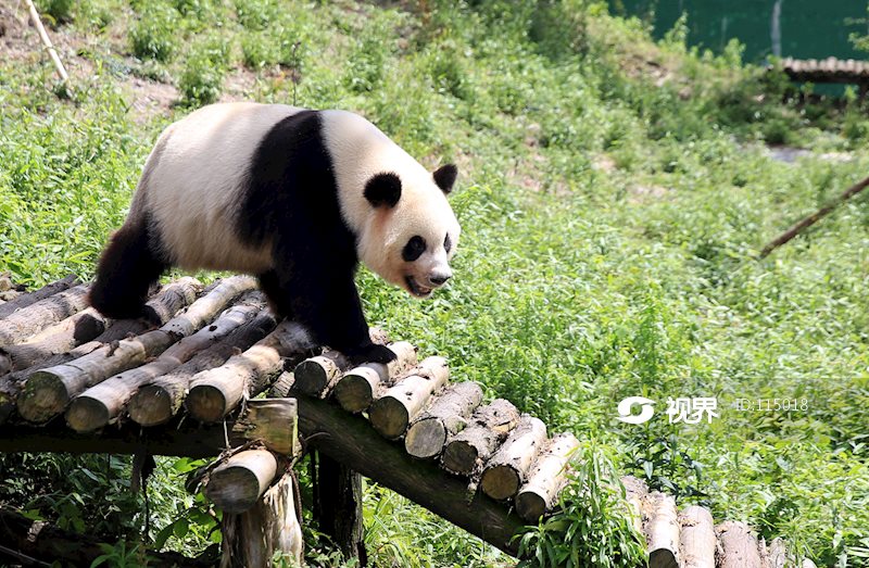 华蓥山大熊猫基地图片