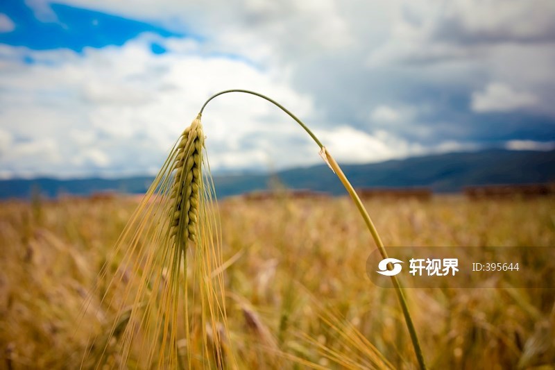 植物特写——成熟的青稞 图片 | 轩视界