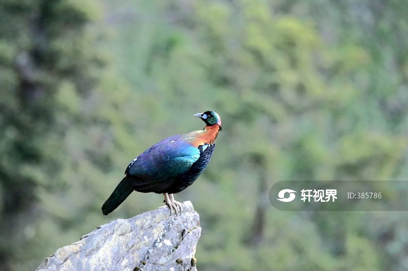 绿尾虹雉雄鸟 图片 | 轩视界