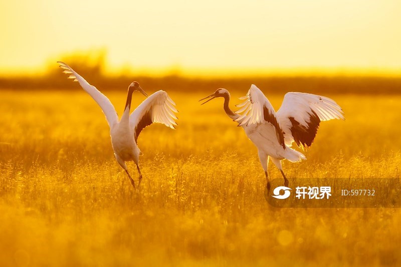 黑龙江林甸：鹤舞扎龙 图片 | 轩视界