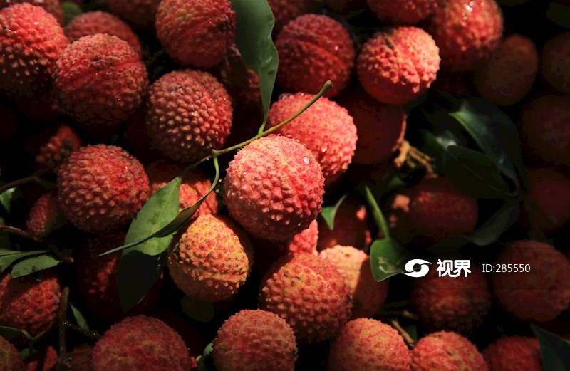 四川泸州合江县晚熟荔枝 图片 | 轩视界
