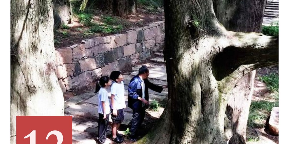 非遗日历｜剑门蜀道古柏保护习俗