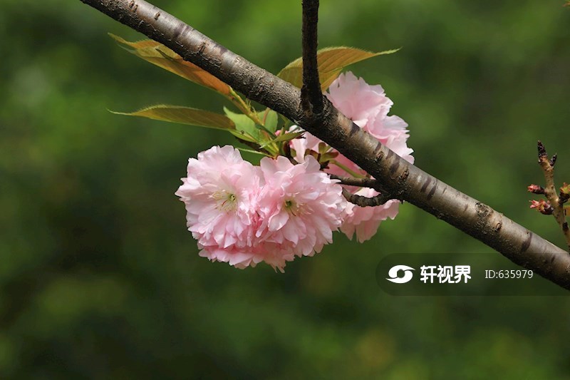 成都锦城湖公园盛开的寒绯樱 图片 | 轩视界