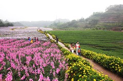 2015年3月28日，游客在四川省泸州市纳溪区大渡口镇“花田酒地”的鲜花丛中尽情赏花拍照。