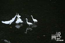 成都温江：江安河傍晚捕食的白鹭