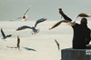 四川泸州：一江清水引海鸥