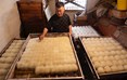 毛豆腐在发酵箱内发酵长毛。