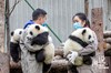 四川卧龙：相伴大熊猫成长的饲养员